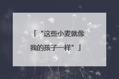 “这些小麦就像我的孩子一样”