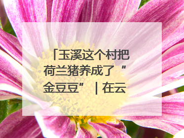玉溪这个村把荷兰猪养成了“金豆豆”｜在云南样样好