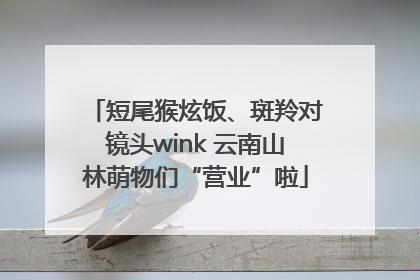 短尾猴炫饭、斑羚对镜头wink 云南山林萌物们“营业”啦