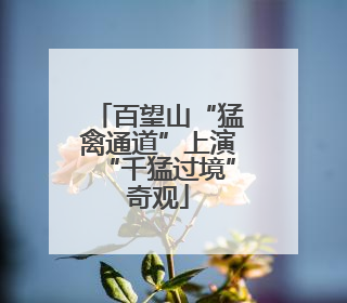 百望山“猛禽通道”上演“千猛过境”奇观