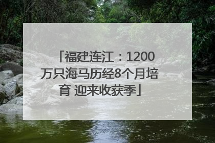 福建连江：1200万只海马历经8个月培育 迎来收获季