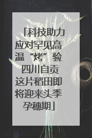 科技助力应对罕见高温“烤”验 四川自贡这片稻田即将迎来头季孕穗期