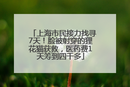 上海市民接力找寻7天！脸被射穿的狸花猫获救，医药费1天筹到四千多