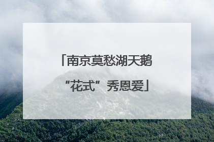 南京莫愁湖天鹅“花式”秀恩爱