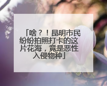 啥？！昆明市民纷纷拍照打卡的这片花海，竟是恶性入侵物种