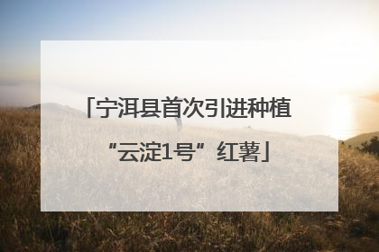 宁洱县首次引进种植“云淀1号”红薯