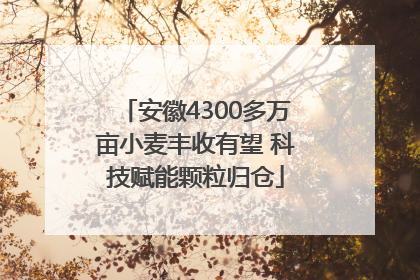 安徽4300多万亩小麦丰收有望 科技赋能颗粒归仓
