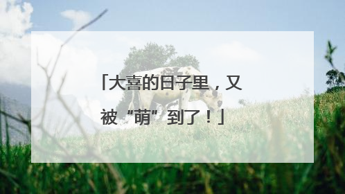 大喜的日子里，又被“萌”到了！