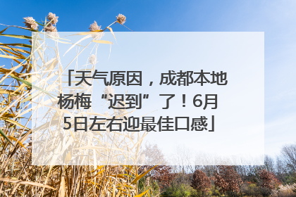 天气原因，成都本地杨梅“迟到”了！6月5日左右迎最佳口感