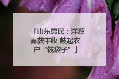 山东惠民：洋葱喜获丰收 鼓起农户“钱袋子”