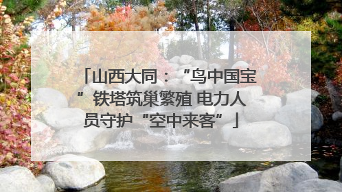 山西大同：“鸟中国宝”铁塔筑巢繁殖 电力人员守护“空中来客”