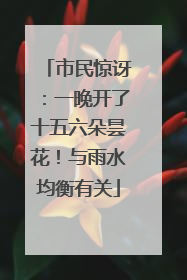 市民惊讶：一晚开了十五六朵昙花！与雨水均衡有关