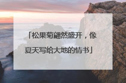 松果菊翩然盛开，像夏天写给大地的情书