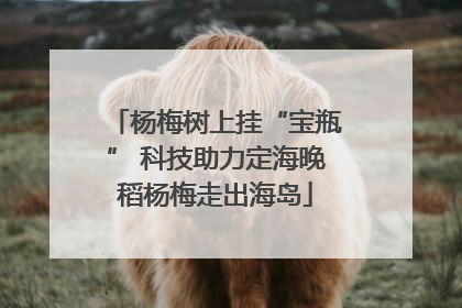杨梅树上挂“宝瓶” 科技助力定海晚稻杨梅走出海岛