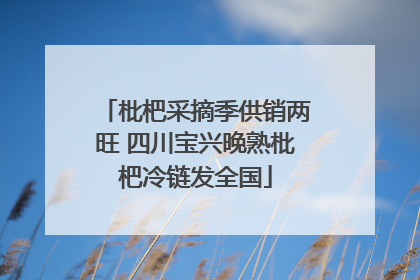 枇杷采摘季供销两旺 四川宝兴晚熟枇杷冷链发全国