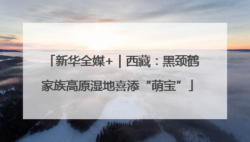 新华全媒+｜西藏：黑颈鹤家族高原湿地喜添“萌宝”