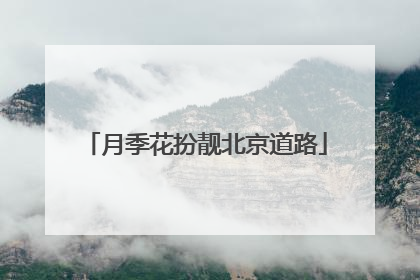 月季花扮靓北京道路