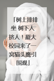 树上排排坐 树下人挤人！厦大校园来了一窝猫头鹰引围观