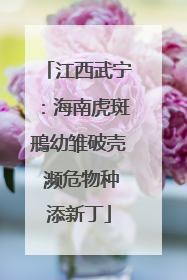 江西武宁：海南虎斑鳽幼雏破壳 濒危物种添新丁