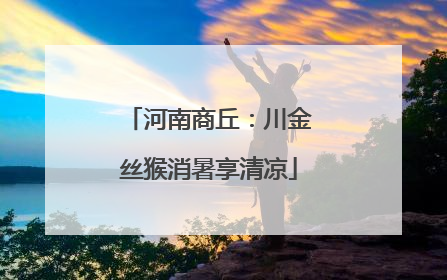 河南商丘：川金丝猴消暑享清凉