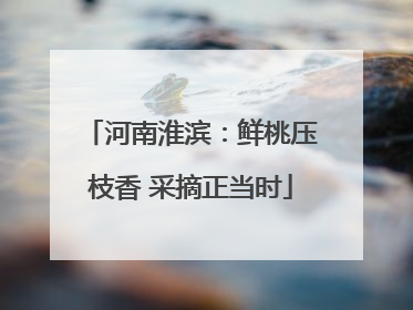 河南淮滨：鲜桃压枝香 采摘正当时