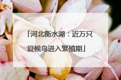 河北衡水湖：近万只夏候鸟进入繁殖期