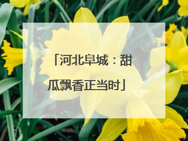 河北阜城：甜瓜飘香正当时