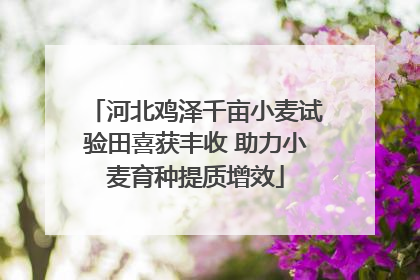 河北鸡泽千亩小麦试验田喜获丰收 助力小麦育种提质增效