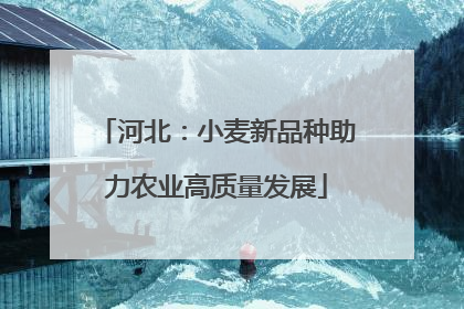 河北：小麦新品种助力农业高质量发展