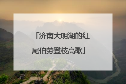 济南大明湖的红尾伯劳登枝高歌