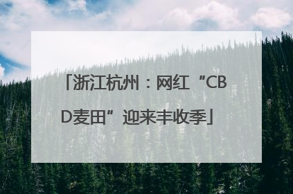 浙江杭州：网红“CBD麦田”迎来丰收季