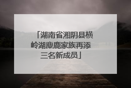 湖南省湘阴县横岭湖麋鹿家族再添三名新成员