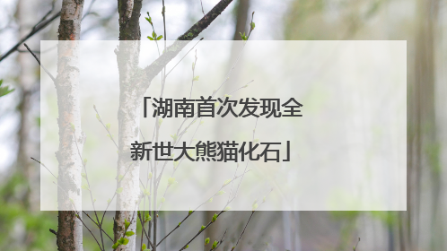 湖南首次发现全新世大熊猫化石