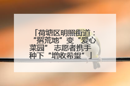 荷塘区明照街道：“撂荒地”变“爱心菜园” 志愿者携手种下“增收希望”