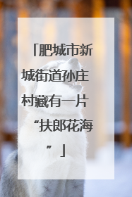 肥城市新城街道孙庄村藏有一片“扶郎花海”