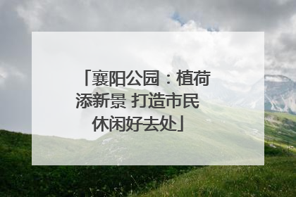 襄阳公园：植荷添新景 打造市民休闲好去处