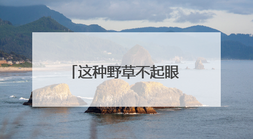 这种野草不起眼 却是深圳新物种 密穗砖子苗现身光明，近年来深圳物种名录不断刷新