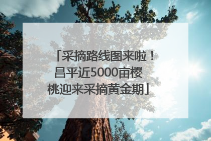 采摘路线图来啦！昌平近5000亩樱桃迎来采摘黄金期