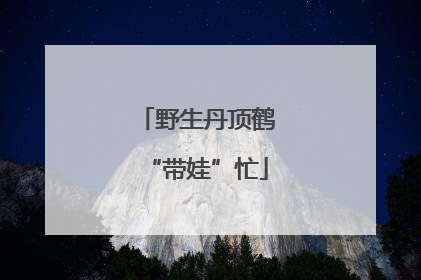 野生丹顶鹤“带娃”忙