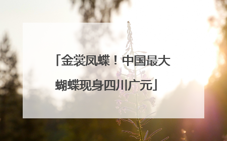 金裳凤蝶！中国最大蝴蝶现身四川广元