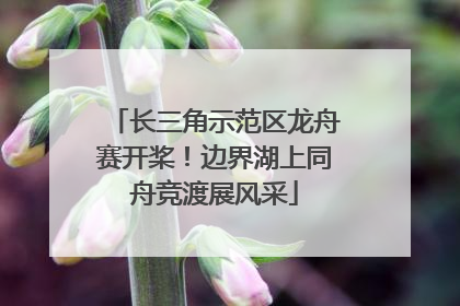 长三角示范区龙舟赛开桨！边界湖上同舟竞渡展风采