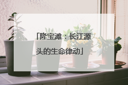 隆宝滩：长江源头的生命律动