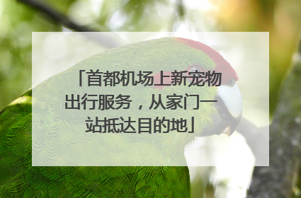 首都机场上新宠物出行服务，从家门一站抵达目的地