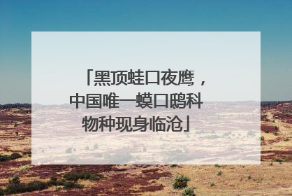 黑顶蛙口夜鹰，中国唯一蟆口鸱科物种现身临沧