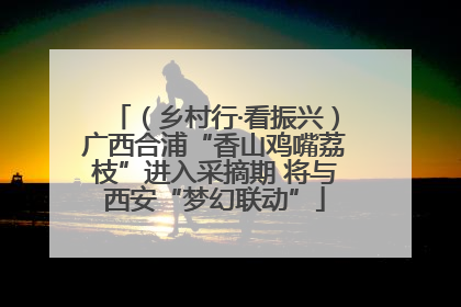 （乡村行·看振兴）广西合浦“香山鸡嘴荔枝”进入采摘期 将与西安“梦幻联动”