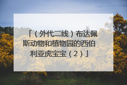 （外代二线）布达佩斯动物和植物园的西伯利亚虎宝宝（2）