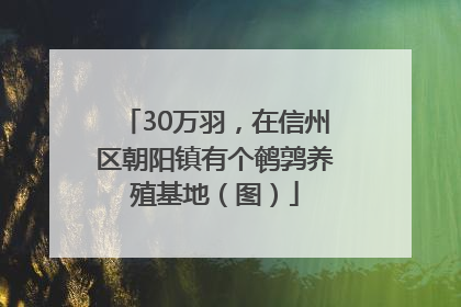 30万羽，在信州区朝阳镇有个鹌鹑养殖基地（图）